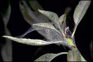 Bild des Spinnmilbengespinnstes